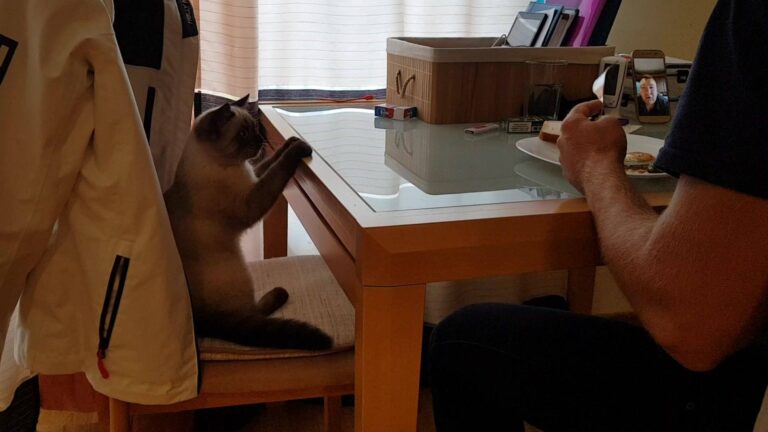 Counting bites