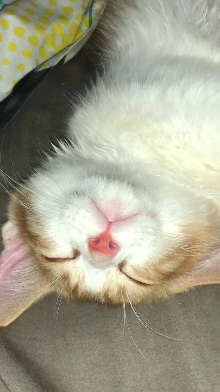 Just sitting here listening to this cutie pie purr-a-thon sleepy boy! #purraholi