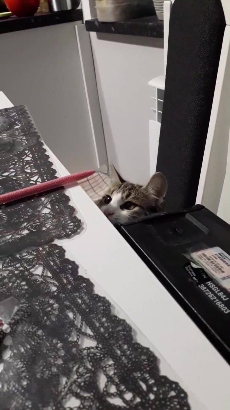 How do you play with your cats?