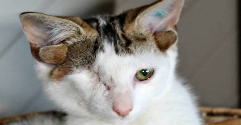Cat With 4 Ears Loves Helping Foster Kittens – We Love Cats and