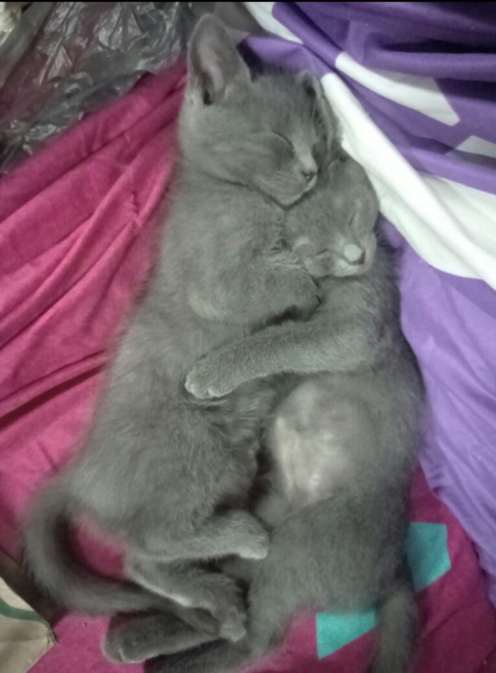 Brothers love