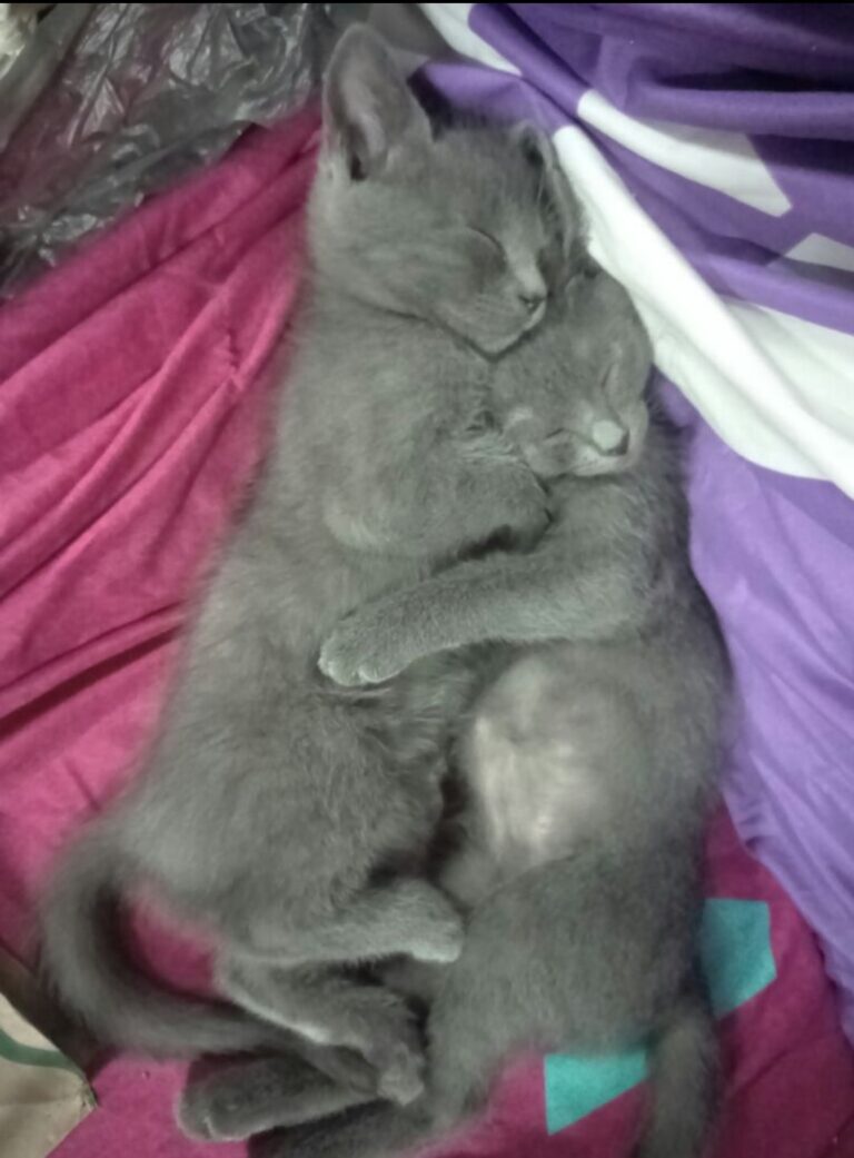 Brothers love