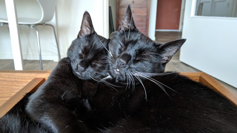 Picasso on the left with his adopted "mom" Olli on the right. Olli's masculinity