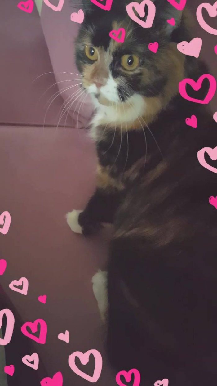 This is my cat Vicky...she used to do this to me...is it by love or by anger ?