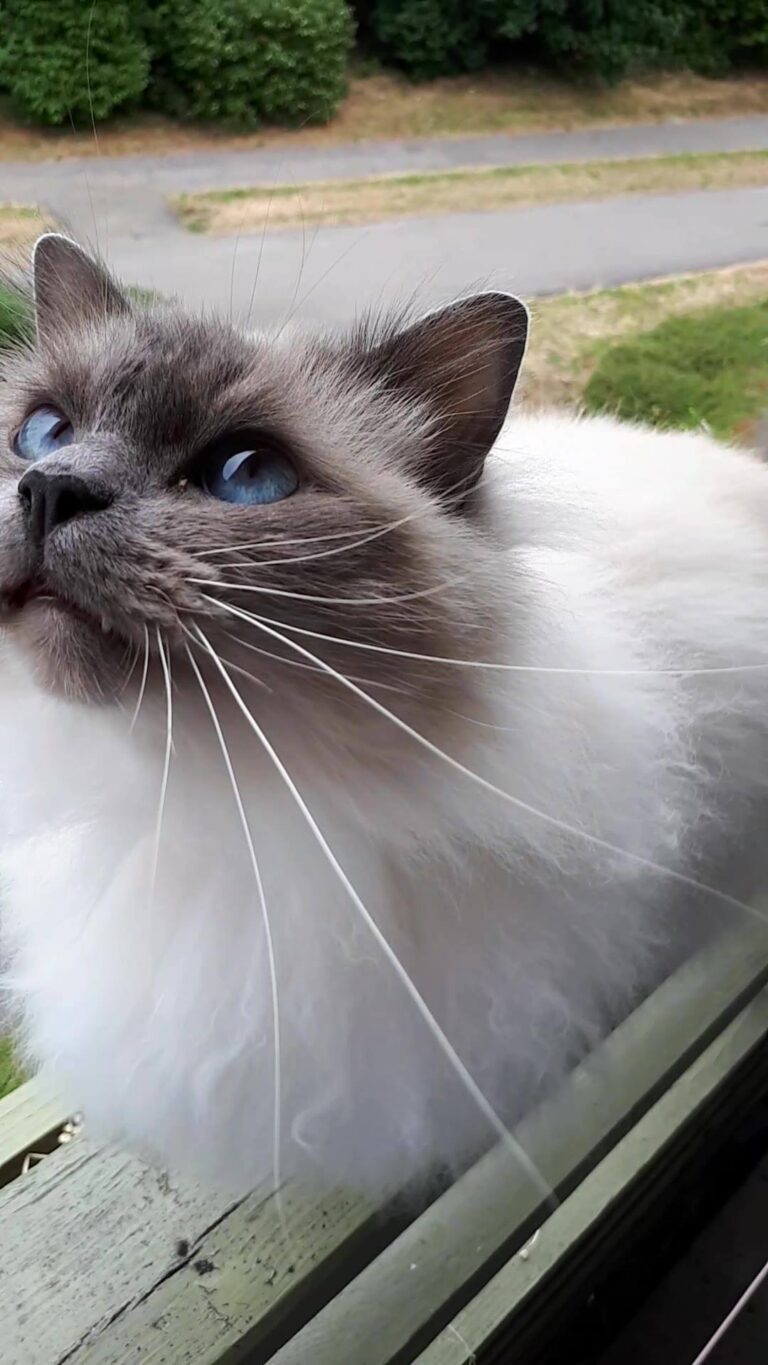 Hello All Cat-Lovers! I'm Pjevs the Birman Boy