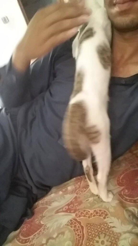 My little kitty