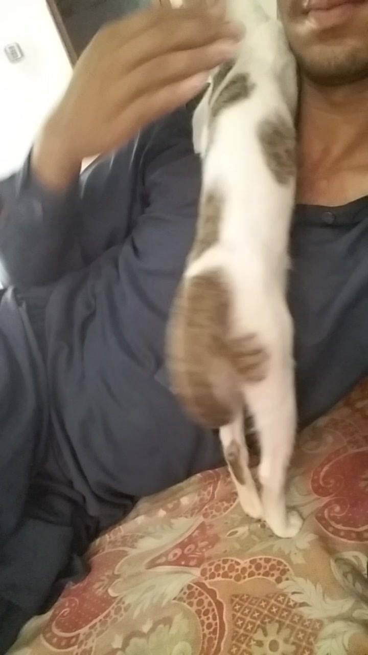 My little kitty