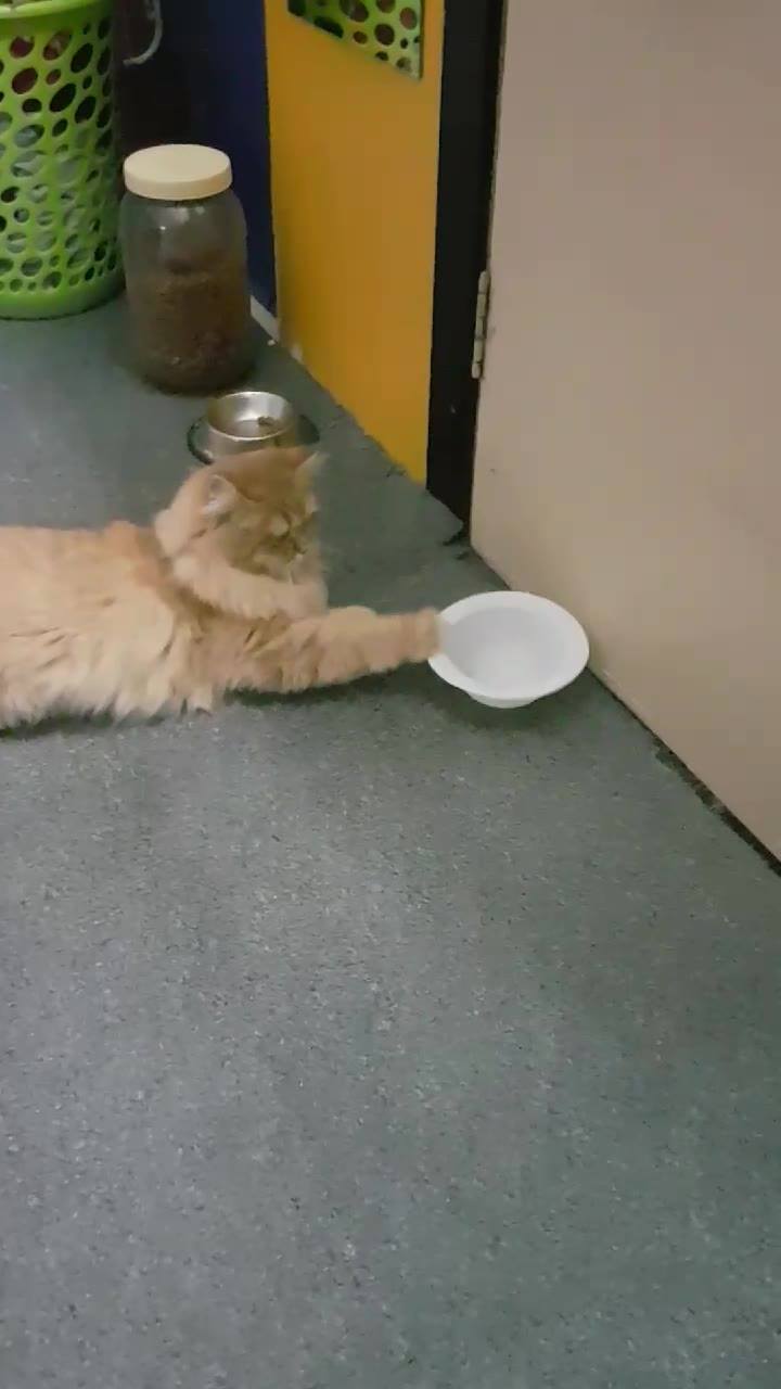 the moment when she was so thirsty!  all she can do is to tap her bowl...