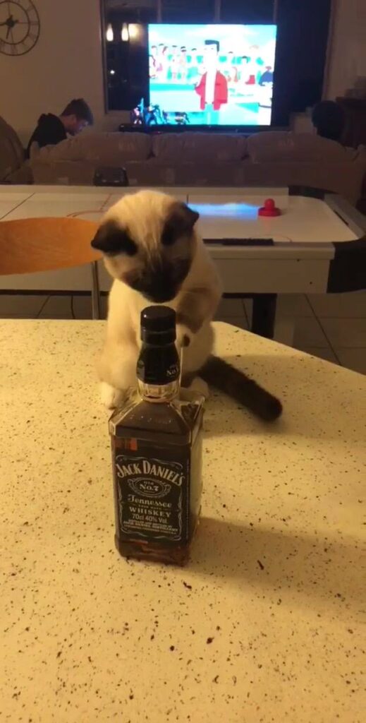 When your cat is ready for the weekend to