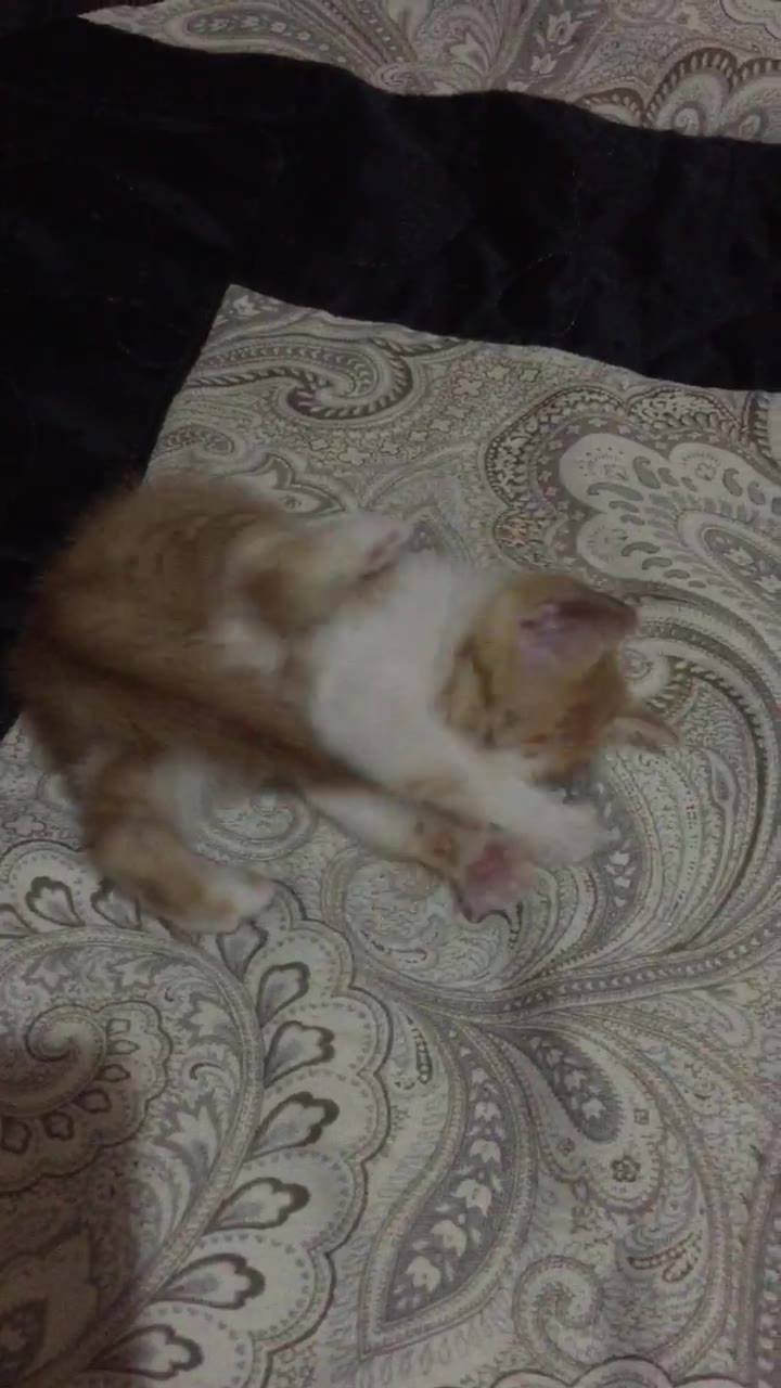 Ladoo nd jerry