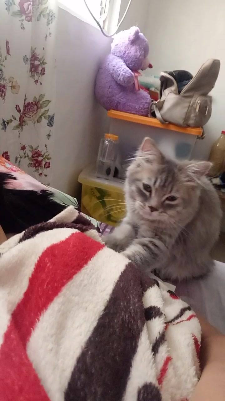 My babykitty elisha   This is her routine before she sleeps.
