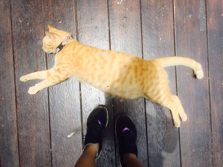 A little heaven for cat lover. You can easily find a cat every 5 steps walking &