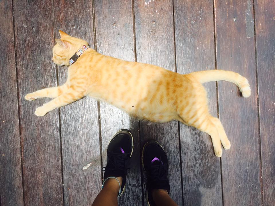 A little heaven for cat lover. You can easily find a cat every 5 steps walking &