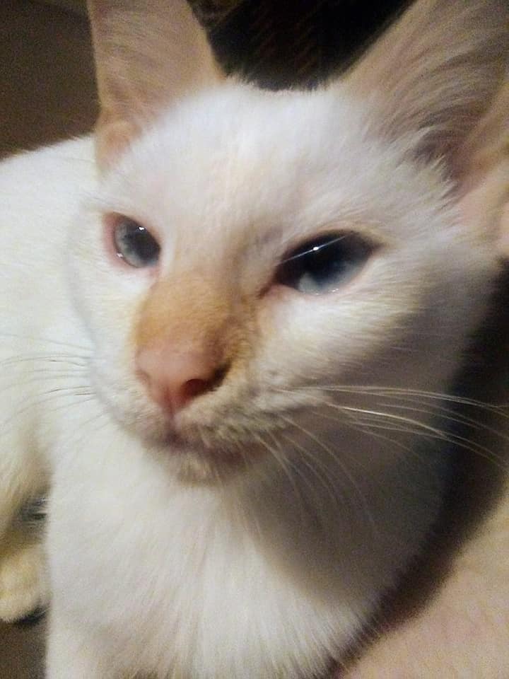 The other day someone said that my cat was called a Flamepoint or Colorpoint Sai