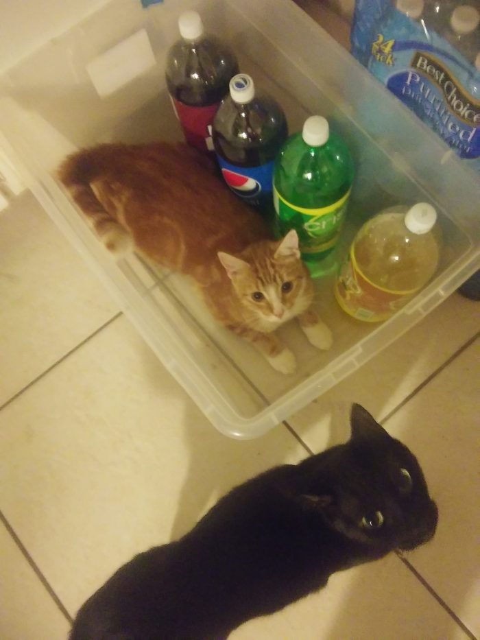 Let's see everybodys kitties being silly in the kitchen! They want soda lol!! Th