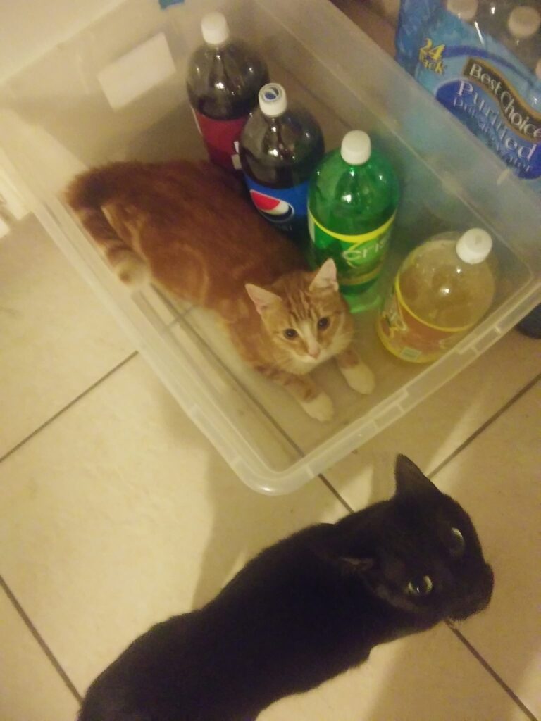 Let's see everybodys kitties being silly in the kitchen! They want soda lol!! Th