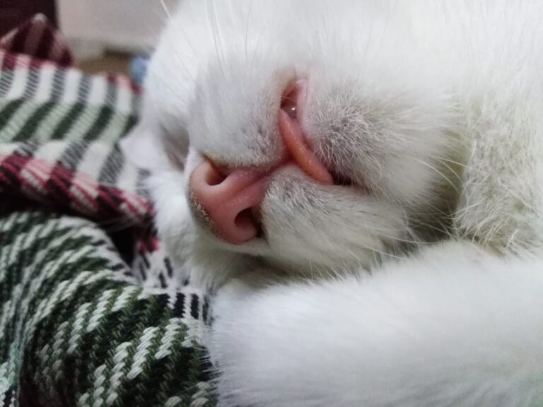 Sleepy cat