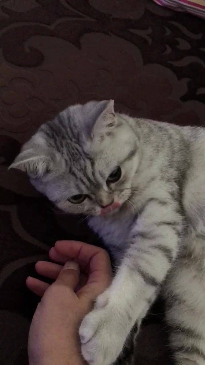 My cat Misha is cleaning me