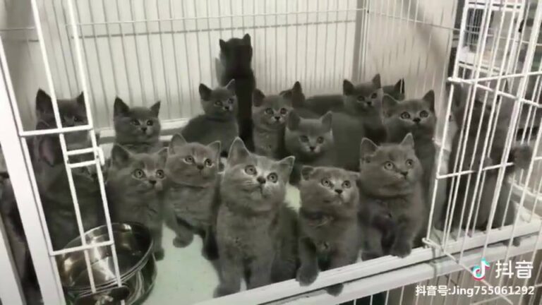 Here is full of kittens angles
