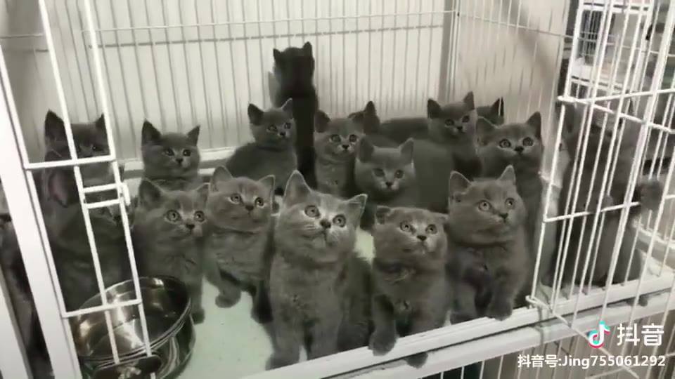 Here is full of kittens angles