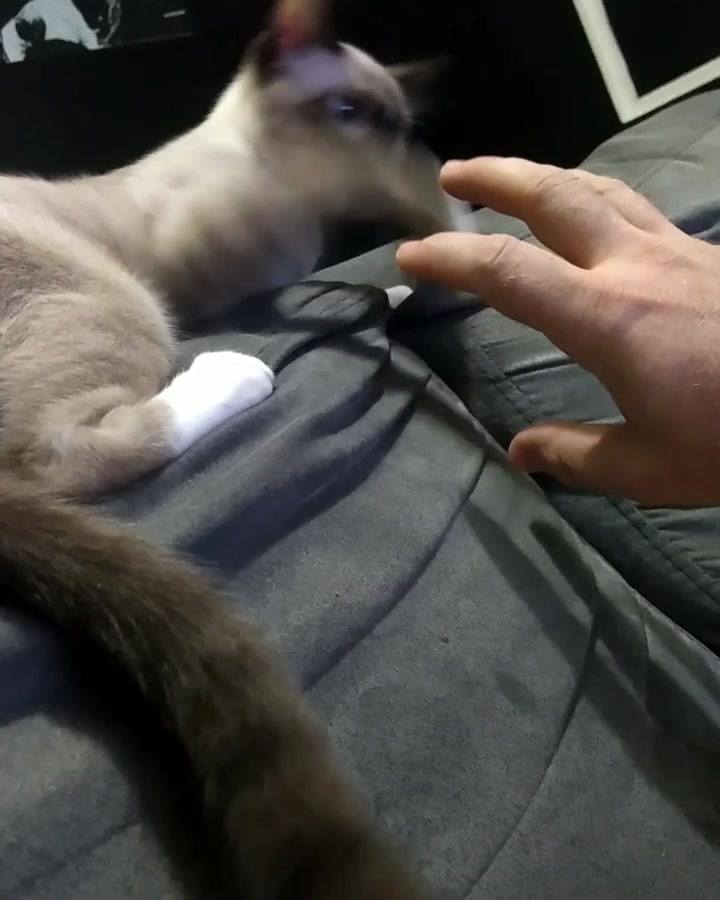 Totoro playing