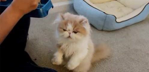 Pampered to the hilt and why not!