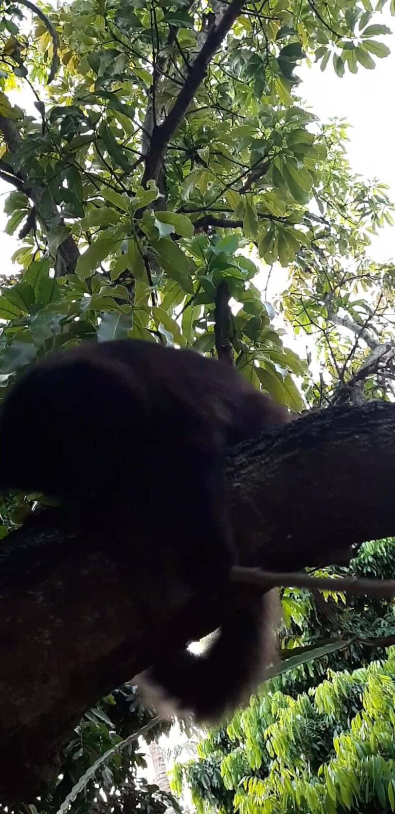 Cat thePlay