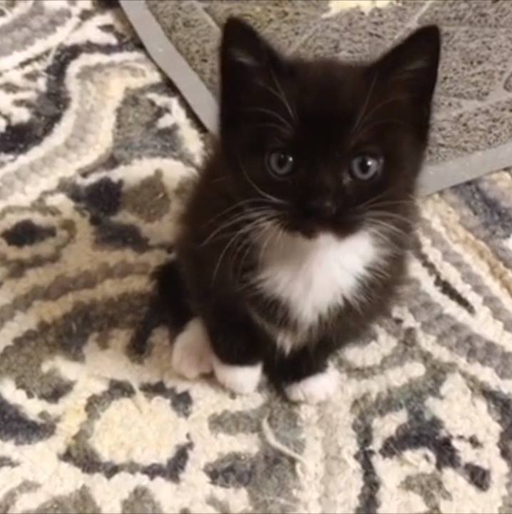 Sweet little tuxedos