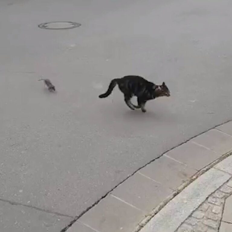 Cat vs. Rat