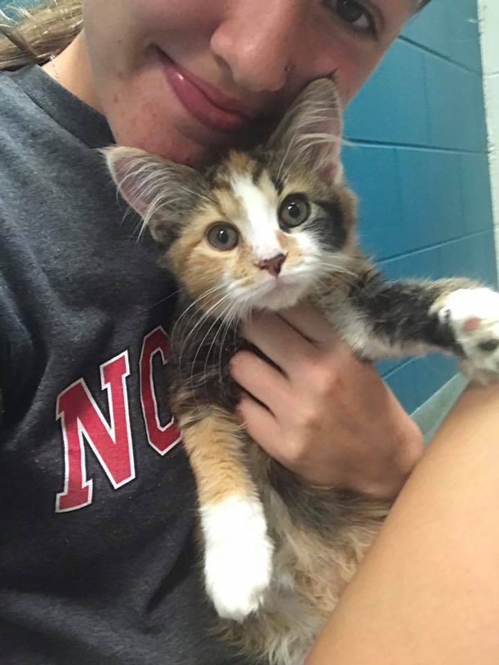 Hi I just joined the group! I am getting my first kitten from the shelter after