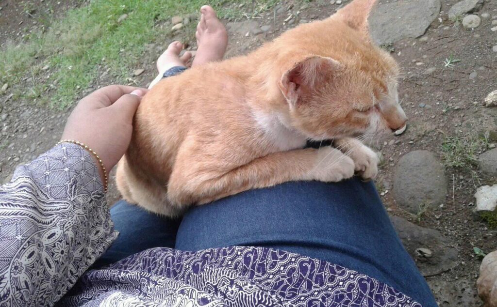 this is my cat called ucing he died yesterday at the age of 12 ... 10 hours befo
