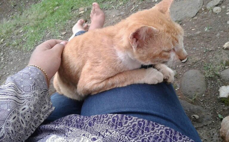 this is my cat called ucing he died yesterday at the age of 12 ... 10 hours befo