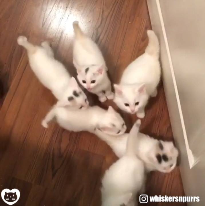 The sweetest sounds