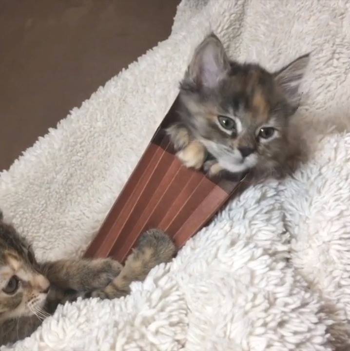 Peekaboo kitties