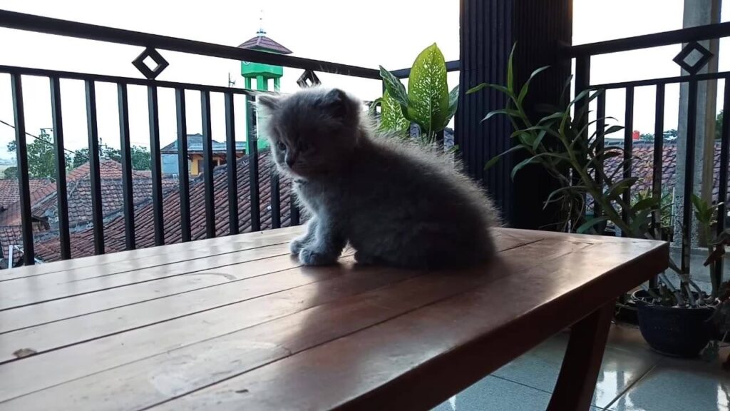 My name is miaw, your name?