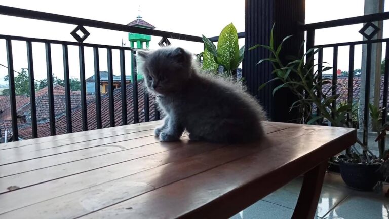 My name is miaw, your name?