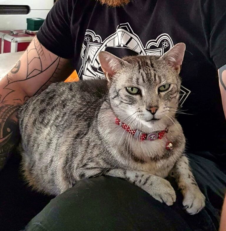 We lost our beautiful Ka last night. Will miss him so much.  He was 14 and passe