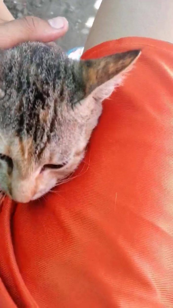 Ilove this cat So sweet
