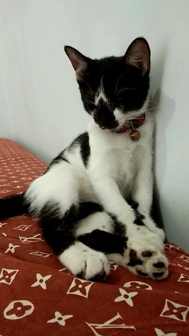 Kitty says hi