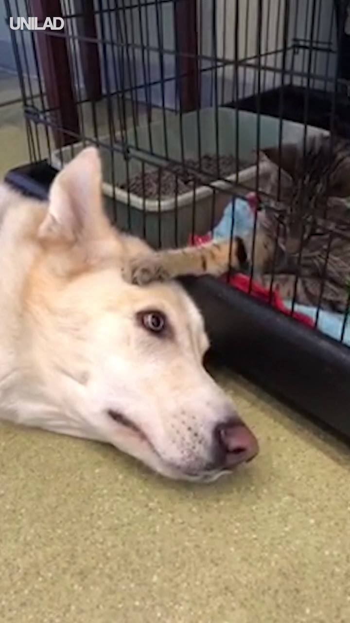 Nervous Dog Gets Comforted by Cat