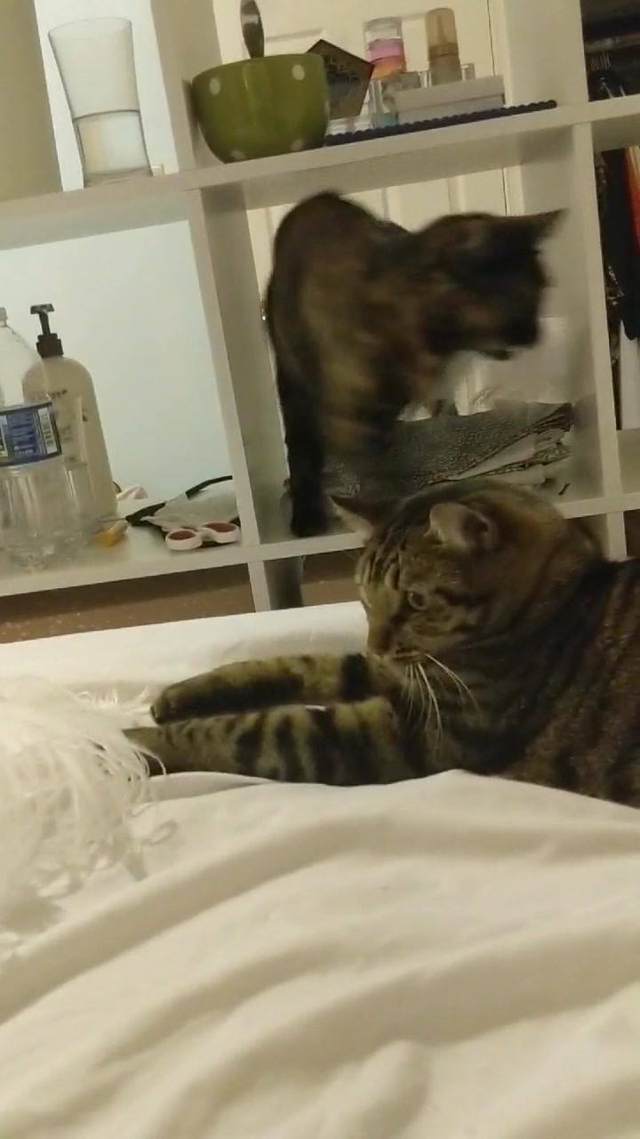 Tubby kitty is lazy and torti is a thief. This is Kai and Autumn.