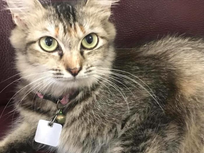 My cat dies, he is hit by a car. I feel sad