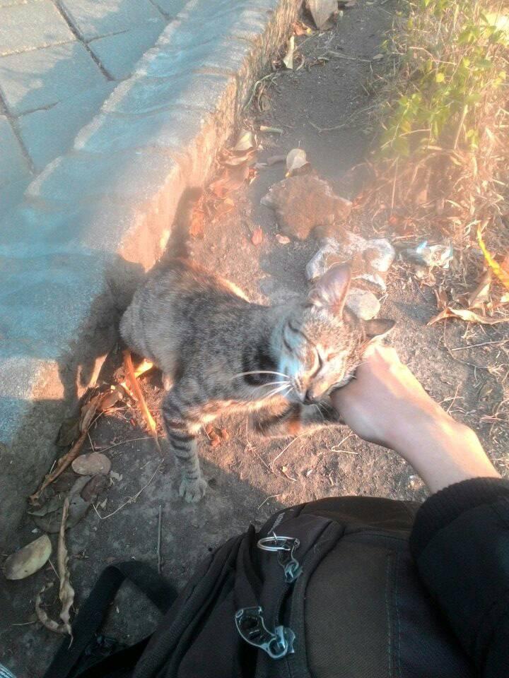 Came across the one-eyed cat in my campus