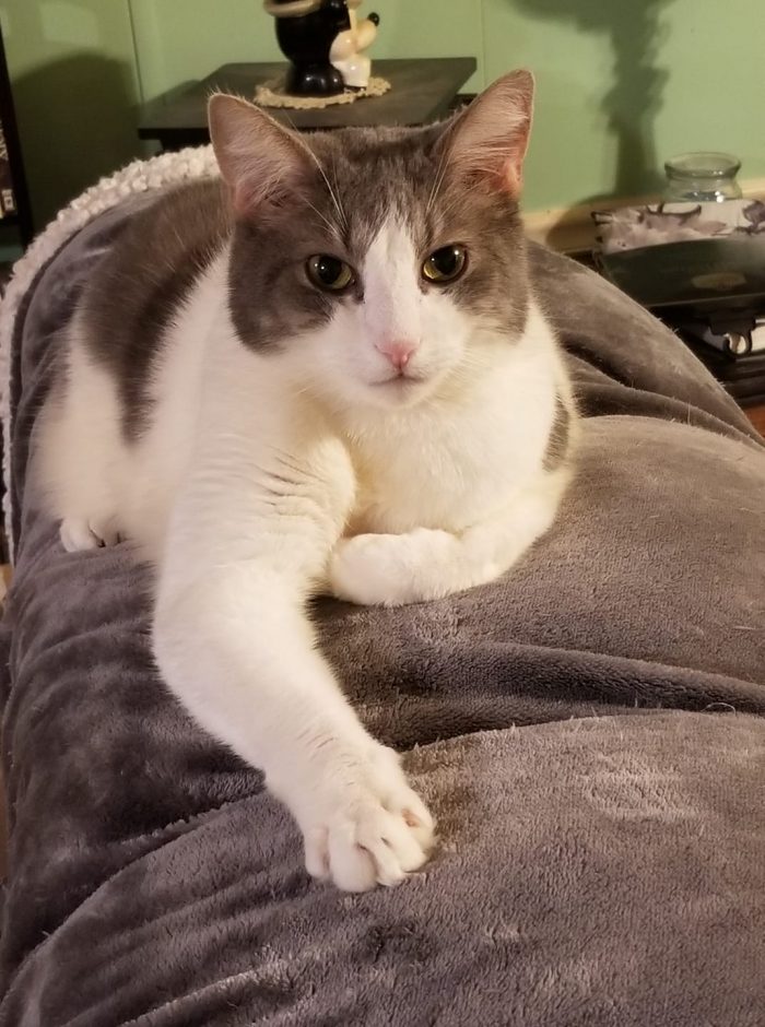 I'm Lil Bit I'm manx and love to be snuggled. Do you think I'm handsome?