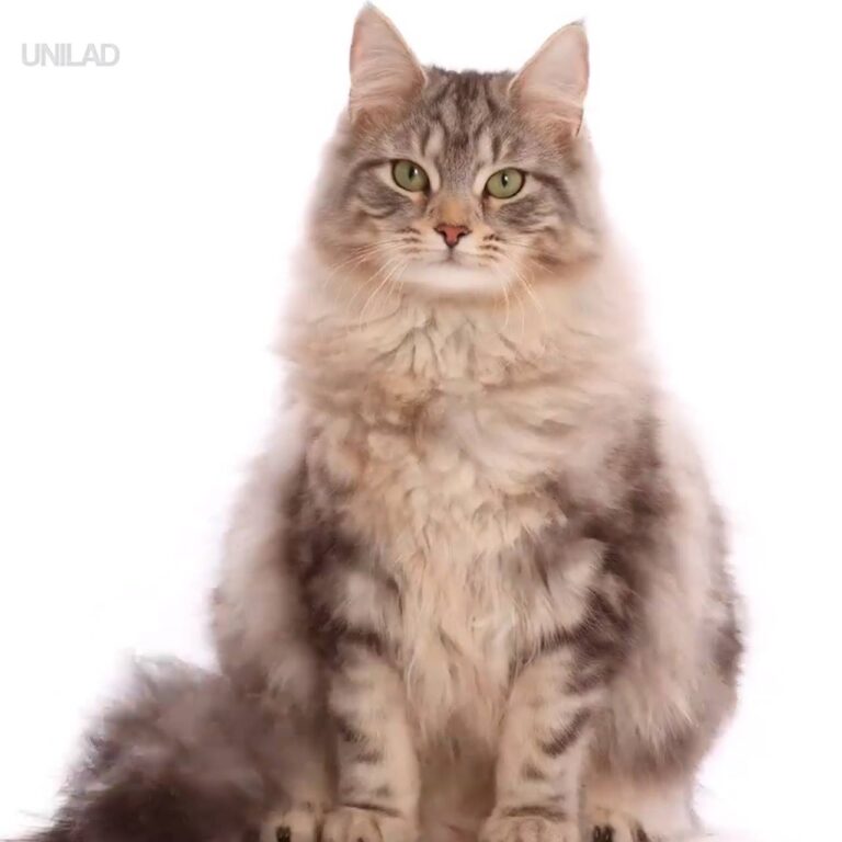 Time Lapse Of Maine Coon Cat Growing Up