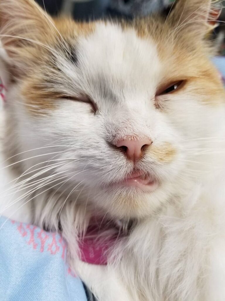 She showed up at my door and I kept her. Very healthy now.