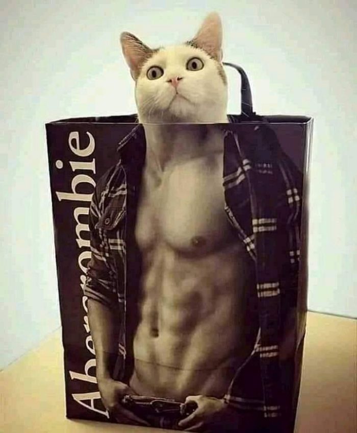 What kind of cat is this?