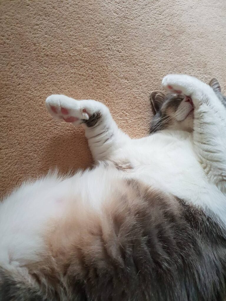 Show me your sleeping position !!!  my fat Pinky