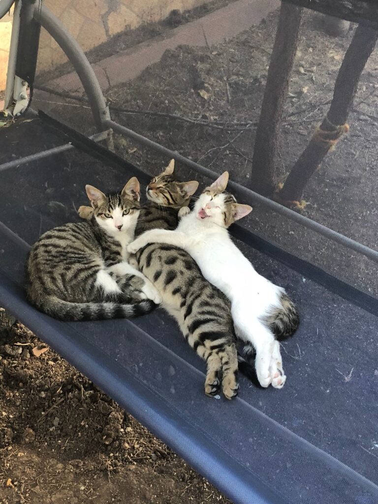My street cats