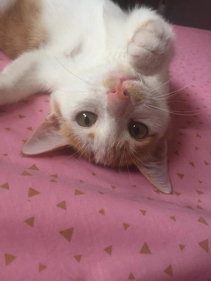 say hi to my kitty, Mango!!!!!!!!!!